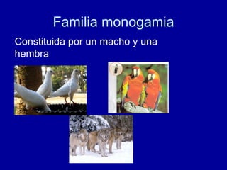 Familia monogamia Constituida por un macho y una hembra 
