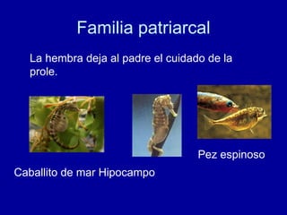 Familia patriarcal La hembra deja al padre el cuidado de la prole.  Caballito de mar Hipocampo Pez espinoso 
