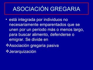 ASOCIACIÓN GREGARIA está integrada por individuos no necesariamente emparentados que se unen por un período más o menos largo, para buscar alimento, defenderse o emigrar. Se divide en  Asociación gregaria pasiva Jerarquización 
