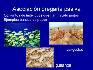 Asociación gregaria pasiva Conjuntos de individuos que han nacido juntos Ejemplos bancos de peces Langostas gusanos 