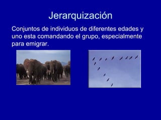 Jerarquización Conjuntos de individuos de diferentes edades y uno esta comandando el grupo, especialmente para emigrar.  