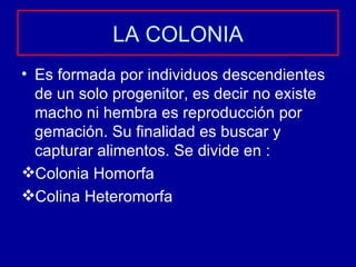 LA COLONIA Es formada por individuos descendientes de un solo progenitor, es decir no existe macho ni hembra es reproducción por gemación. Su finalidad es buscar y capturar alimentos. Se divide en : Colonia Homorfa Colina Heteromorfa 