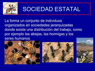 SOCIEDAD ESTATAL La forma un conjunto de individuos organizados en sociedades jerarquizadas donde existe una distribución del trabajo, como por ejemplo las abejas, las hormigas y los seres humanos . 