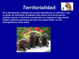Territorialidad : Es la delimitación y defensa de una área definida por un individuo o por un grupo de individuos. El ejemplo más común es el de los perros, quienes marcan un territorio a la redonda con respecto al lugar donde habitan mediante descargas de orina, las cuales emiten un olor distinguible por otros canes. 
