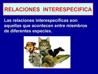 RELACIONES  INTERESPECIFICA Las relaciones interespecíficas son aquellas que acontecen entre miembros de diferentes especies. 
