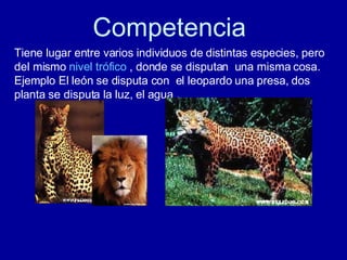 Competencia Tiene lugar entre varios individuos de distintas especies, pero del mismo  nivel trófico  , donde se disputan  una misma cosa.  Ejemplo El león se disputa con  el leopardo una presa, dos planta se disputa la luz, el agua . 