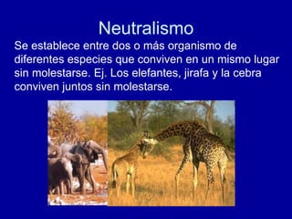 Neutralismo Se establece entre dos o más organismo de diferentes especies que conviven en un mismo lugar sin molestarse. Ej. Los elefantes, jirafa y la cebra conviven juntos sin molestarse. 