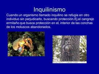 Inquilinismo Cuando un organismo llamado inquilino se refugia en otro individuo sin perjudicarlo, buscando protección.Ej.el cangrejo ermitaño que busca protección en el, interior de las conchas de los moluscos abandonados. 