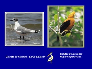 Gaviota de Franklin - Larus pipixcan Gallitos de las rocas Rupicola peruviana   