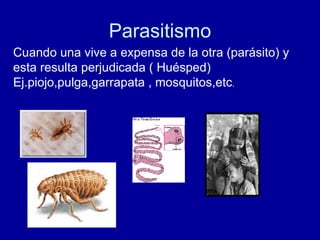 Parasitismo Cuando una vive a expensa de la otra (parásito) y esta resulta perjudicada ( Huésped) Ej.piojo,pulga,garrapata , mosquitos,etc . 