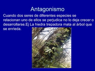 Antagonismo Cuando dos seres de diferentes especies se relacionan uno de ellos se perjudica no lo deja crecer o desarrollarse.Ej La hiedra trepadora mata al árbol que se enrieda. 