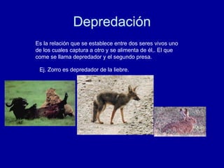Depredación Es la relación que se establece entre dos seres vivos uno de los cuales captura a otro y se alimenta de él,. El que come se llama depredador y el segundo presa.  Ej. Zorro es depredador de la liebre. 
