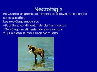 Necrofagia Es Cuando un animal se alimenta de cadáver, se le conoce como carroñero. Los necrófago puede ser: Saprófago se alimentan de plantas muertas Coprófago se alimentan de excrementos Ej. La hiena se come el ciervo muerto 
