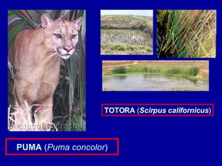 PUMA  ( Puma concolor ) TOTORA  ( Scirpus californicus ) 