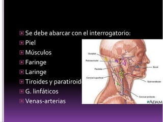  Se debe abarcar con el interrogatorio:
 Piel
 Músculos
 Faringe
 Laringe
 Tiroides y paratiroides
 G. linfáticos
 Venas-arterias
 