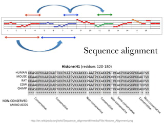 Sequence alignment
http://en.wikipedia.org/wiki/Sequence_alignment#/media/File:Histone_Alignment.png
 