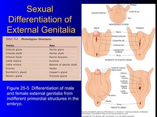 Sexual
Differentiation of
External Genitalia




Figure 25-5 Differentiation of male
and female external genitalia from
in...