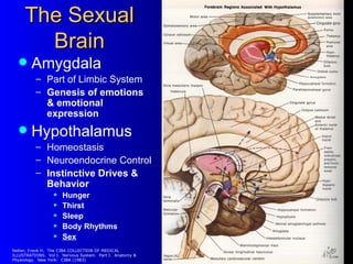 The Sexual
       Brain
       Amygdala
          – Part of Limbic System
          – Genesis of emotions
               ...