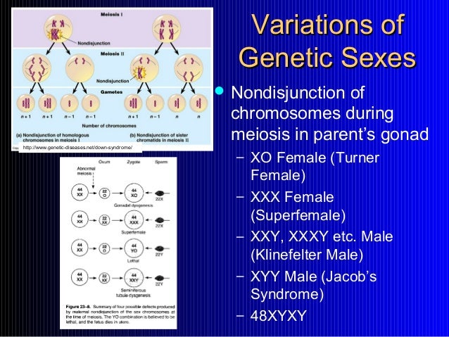Hermaphrodite Genetic Disorder