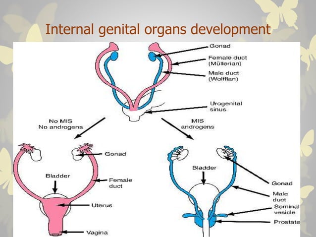 Intersex presentation