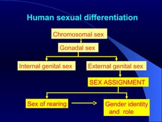 Human sexual differentiation Chromosomal sex   Gonadal sex   External genital sex  Internal genital sex  SEX ASSIGNMENT  Gender identity and  role  Sex of rearing 