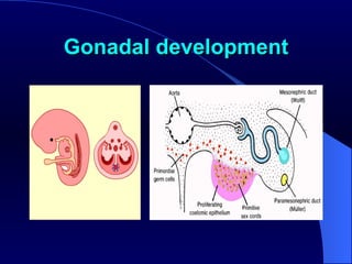 Gonadal development 