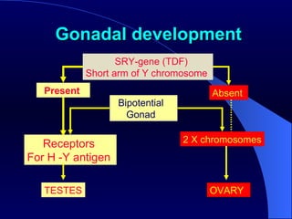 Gonadal development SRY-gene (TDF) Short arm of Y chromosome  Bipotential  Gonad  2 X chromosomes Receptors  For H -Y antigen  OVARY TESTES Present  Absent  
