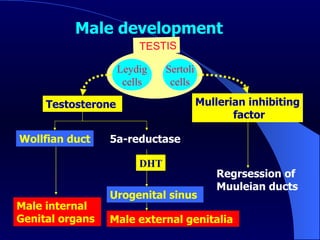 Leydig cells Sertoli cells Testosterone  Mullerian inhibiting factor Wollfian duct 5a-reductase  Urogenital sinus  Regrsession of  Muuleian ducts  Male external genitalia  Male internal  Genital organs  DHT TESTIS  Male development   