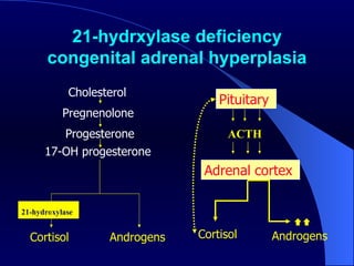 21-hydrxylase deficiency congenital adrenal hyperplasia Pituitary  ACTH  Adrenal cortex   Androgens  Cortisol  Cholesterol  Pregnenolone  Progesterone  17-OH progesterone  21-hydroxylase   Androgens  Cortisol  