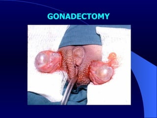 GONADECTOMY 