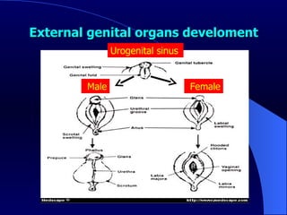External genital organs develoment   Female  Male  Urogenital sinus  
