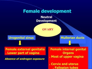 Urogenital sinus  Female external genitalia . Lower part of vagina OVARY  Mullerian ducts  Female internal genital Organs . Most of upper vagina  . Cervix and uterus  . Fallopian tubes  Neutral  Development  Absence of androgen exposure  Female development   