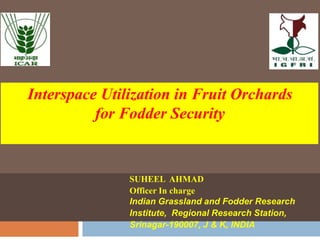 SUHEEL AHMAD
Officer In charge
Indian Grassland and Fodder Research
Institute, Regional Research Station,
Srinagar-190007, J & K, INDIA
Interspace Utilization in Fruit Orchards
for Fodder Security
 