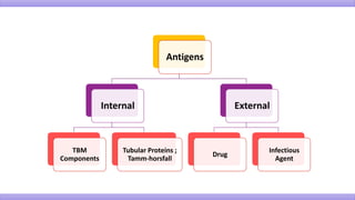 Antigens
Internal
TBM
Components
Tubular Proteins ;
Tamm-horsfall
External
Drug
Infectious
Agent
 