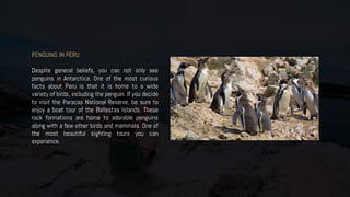 PENGUINS IN PERU
Despite general beliefs, you can not only see
penguins in Antarctica. One of the most curious
facts about Peru is that it is home to a wide
variety of birds, including the penguin. If you decide
to visit the Paracas National Reserve, be sure to
enjoy a boat tour of the Ballestas Islands. These
rock formations are home to adorable penguins
along with a few other birds and mammals. One of
the most beautiful sighting tours you can
experience.
 