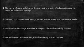  The extent of neovascularization depends on the severity of inflammation and the
use of antiinflammatory drugs
 Without corticosteroid treatment, a neovascular fretwork forms over several weeks
 Ultimately a florid stage is reached at the peak of the inflammatory reaction
 Once the cornea is vascularized, the inflammatory process subsides
 