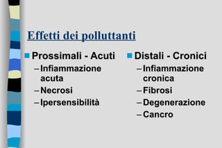 Effetti dei polluttanti Prossimali - Acuti Infiammazione acuta Necrosi Ipersensibilità Distali - Cronici Infiammazione cronica Fibrosi Degenerazione Cancro 