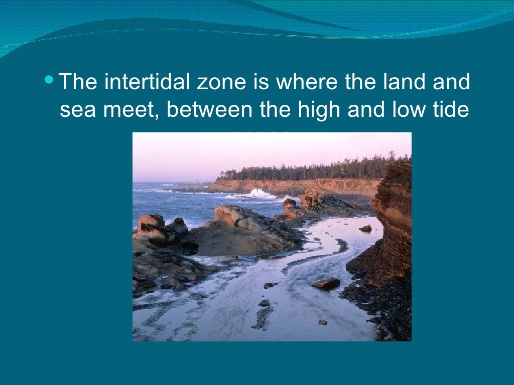 Intertidal Zones