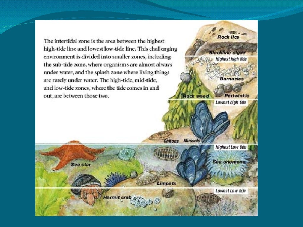 Intertidal Zones