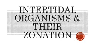 Intertidal organisms and their zonation, M. Sc. Zoology, University of Mumbai