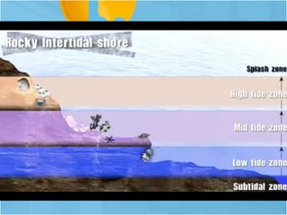 Intertidal powerpoint (compatibility copy) | PPT
