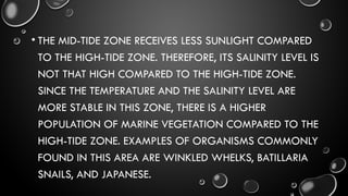• THE MID-TIDE ZONE RECEIVES LESS SUNLIGHT COMPARED
TO THE HIGH-TIDE ZONE. THEREFORE, ITS SALINITY LEVEL IS
NOT THAT HIGH COMPARED TO THE HIGH-TIDE ZONE.
SINCE THE TEMPERATURE AND THE SALINITY LEVEL ARE
MORE STABLE IN THIS ZONE, THERE IS A HIGHER
POPULATION OF MARINE VEGETATION COMPARED TO THE
HIGH-TIDE ZONE. EXAMPLES OF ORGANISMS COMMONLY
FOUND IN THIS AREA ARE WINKLED WHELKS, BATILLARIA
SNAILS, AND JAPANESE.
 