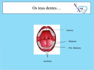 Os teus dentes…
Canino
Molares
Pré- Molares
Incisivos
 