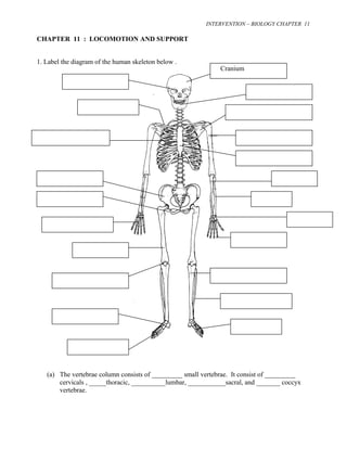 INTERVENTION – BIOLOGY CHAPTER 11 
CHAPTER 11 : LOCOMOTION AND SUPPORT 
1. Label the diagram of the human skeleton below . 
Cranium 
(a) The vertebrae column consists of _________ small vertebrae. It consist of _________ 
cervicals , _____thoracic, __________lumbar, ___________sacral, and _______ coccyx 
vertebrae. 
 
