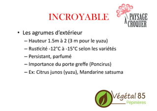 INCROYABLE
•  Les	
  agrumes	
  d’extérieur	
  
– Hauteur	
  1.5m	
  à	
  2	
  (3	
  m	
  pour	
  le	
  yuzu)	
  
– Rus.cité	
  -­‐12°C	
  à	
  -­‐15°C	
  selon	
  les	
  variétés	
  
– Persistant,	
  parfumé	
  
– Importance	
  du	
  porte	
  greﬀe	
  (Poncirus)	
  
– Ex:	
  Citrus	
  junos	
  (yuzu),	
  Mandarine	
  satsuma	
  
 