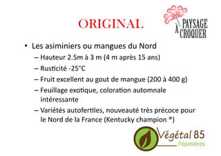 ORIGINAL
•  Les	
  asiminiers	
  ou	
  mangues	
  du	
  Nord	
  
– Hauteur	
  2.5m	
  à	
  3	
  m	
  (4	
  m	
  après	
  15	
  ans)	
  
– Rus.cité	
  -­‐25°C	
  
– Fruit	
  excellent	
  au	
  gout	
  de	
  mangue	
  (200	
  à	
  400	
  g)	
  
– Feuillage	
  exo.que,	
  colora.on	
  automnale	
  
intéressante	
  
– Variétés	
  autofer.les,	
  nouveauté	
  très	
  précoce	
  pour	
  
le	
  Nord	
  de	
  la	
  France	
  (Kentucky	
  champion	
  ®)	
  
 