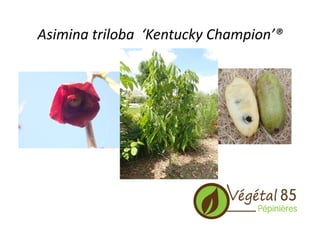 Asimina	
  triloba	
  	
  ‘Kentucky	
  Champion’®	
  
 