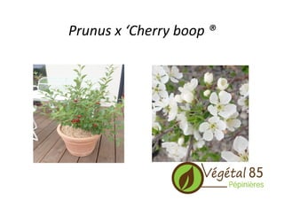 Prunus	
  x	
  ‘Cherry	
  boop	
  ®	
  
 