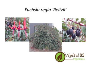 Fuchsia	
  regia	
  ‘Reitzii’	
  
 