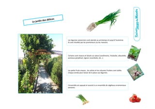 Le	
  jardin	
  des	
  délices	
  
Les	
  légumes	
  saisonniers	
  sont	
  plantés	
  au	
  printemps	
  et	
  jusqu’à	
  l’automne.	
  
Ils	
  sont	
  récoltés	
  par	
  les	
  promeneurs	
  ou	
  les	
  riverains.	
  
Certains	
  sont	
  vivaces	
  et	
  laissés	
  sur	
  place	
  (condiments,	
  rhubarbe,	
  ciboule6e,	
  
poireaux	
  perpétuel,	
  oignon	
  rocambole,	
  etc…).	
  
Les	
  pe.ts	
  fruits	
  vivaces	
  ,	
  les	
  arbres	
  et	
  les	
  arbustes	
  frui.ers	
  sont	
  taillés	
  
chaque	
  année	
  pour	
  laisser	
  de	
  la	
  place	
  aux	
  légumes.	
  
L’ensemble	
  est	
  appuyé	
  et	
  associé	
  à	
  un	
  ensemble	
  de	
  végétaux	
  ornementaux	
  
existants.	
  
 